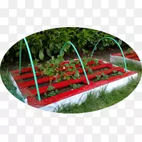 菜园蔬菜草坪科蔬菜-空若网 菜园蔬菜草坪科蔬菜-空若网