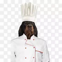 犬种戈登塞特鼻子袖子-空若网 犬种戈登塞特鼻子袖子-空若网