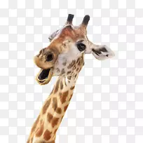 长颈鹿企鹅卡皮动物狮子长颈鹿-空若网 长颈鹿企鹅卡皮动物狮子长颈鹿-空若网