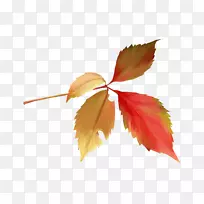 枫叶花瓣-空若网 枫叶花瓣-空若网