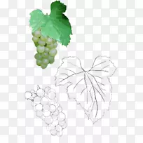 葡萄叶插图-有叶子的美味葡萄-空若网 葡萄叶插图-有叶子的美味葡萄-空若网