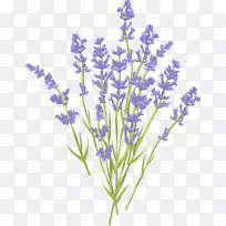 薰衣草免费插图-薰衣草花束-空若网 薰衣草免费插图-薰衣草花束-空若网