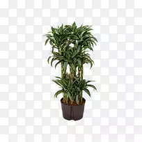 龙须菜植物茎树幸运竹室内植物-树-空若网 龙须菜植物茎树幸运竹室内植物-树-空若网