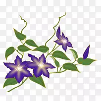 皮花瓣-花-空若网 皮花瓣-花-空若网