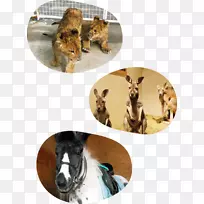 ����Ұ������-�����ͥ-������