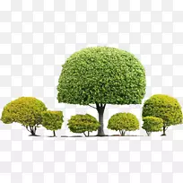 乔木,灌木,树篱,常绿树-空若网 乔木,灌木,树篱,常绿树-空若网