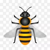 蜜蜂蜂蜜载体API Florea-天然蜂毒-空若网 蜜蜂蜂蜜载体API Florea-天然蜂毒-空若网