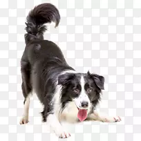 养猫宠物医院宠物兽医-活泼可爱的一面-空若网 养猫宠物医院宠物兽医-活泼可爱的一面-空若网