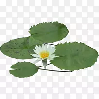 水生植物.植物-空若网 水生植物.植物-空若网