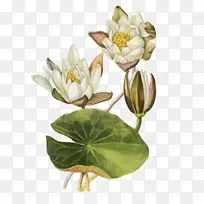 植物学插图植物-水百合-空若网 植物学插图植物-水百合-空若网