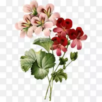 ��������л���������Ȼֲ��ѧ-������