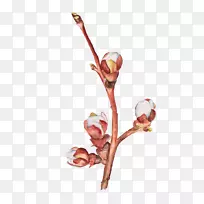 白漆白梨芽-空若网 白漆白梨芽-空若网