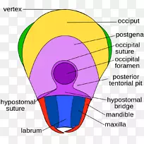 昆虫头部解剖六足类人体-昆虫-空若网 昆虫头部解剖六足类人体-昆虫-空若网