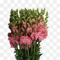 切花金龙送花植物茎花-空若网 切花金龙送花植物茎花-空若网