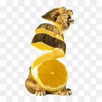 Ë®¹û¶¯ÎïÊß²ËʳƷ.Ææ¹ÖµÄË®¹ûºÍÊß²Ëʨ×Ó-¿ÕÈôÍø Ë®¹û¶¯ÎïÊß²ËʳƷ.Ææ¹ÖµÄË®¹ûºÍÊß²Ëʨ×Ó-¿ÕÈôÍø