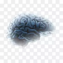 大脑思维神经科学演讲-大脑-空若网 大脑思维神经科学演讲-大脑-空若网