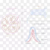 拉耳动物耳-空若网 拉耳动物耳-空若网