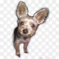 约克郡猎犬,澳大利亚丝状猎犬,诺维奇猎犬,莫基-小狗-空若网 约克郡猎犬,澳大利亚丝状猎犬,诺维奇猎犬,莫基-小狗-空若网