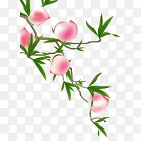 长寿桃图解-桃子-空若网 长寿桃图解-桃子-空若网