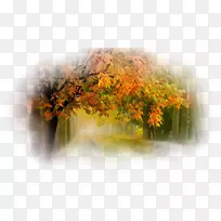 自然树桌面壁纸-树-空若网 自然树桌面壁纸-树-空若网