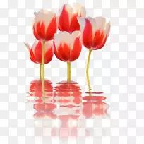郁金香切花花束郁金香-空若网 郁金香切花花束郁金香-空若网