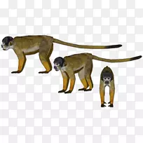 古猿科野生动物尾猴-空若网 古猿科野生动物尾猴-空若网