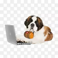 圣。伯纳德小狗伯恩塞山猫笔记本电脑-小狗-空若网 圣。伯纳德小狗伯恩塞山猫笔记本电脑-小狗-空若网