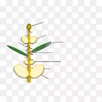 植物茎叶开花植物剪贴画-空若网 植物茎叶开花植物剪贴画-空若网
