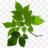 ��֦������-������