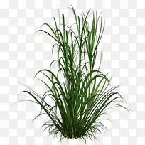 观赏草观赏植物喷泉草剪贴画植物-空若网 观赏草观赏植物喷泉草剪贴画植物-空若网