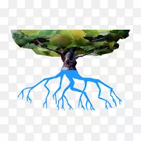 小枝树根植物茎树-空若网 小枝树根植物茎树-空若网