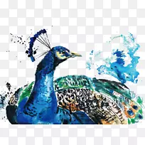 水彩画孔雀水彩孔雀-空若网 水彩画孔雀水彩孔雀-空若网