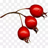 õ¹åÎû¹þħÊõÀî×Ó·¬ÇѼôÌù»-¿ËÀËþ¸Ç˹(Crataegus)-¿ÕÈôÍø õ¹åÎû¹þħÊõÀî×Ó·¬ÇѼôÌù»-¿ËÀËþ¸Ç˹(Crataegus)-¿ÕÈôÍø