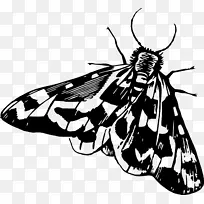 昆虫飞蛾剪贴画-昆虫-空若网 昆虫飞蛾剪贴画-昆虫-空若网
