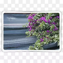 黑山开花植物灌木-空若网 黑山开花植物灌木-空若网