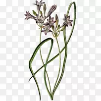 花卉植物学设计Naver博客-花卉-空若网 花卉植物学设计Naver博客-花卉-空若网