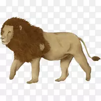 大猫皮毛陆生动物野生动物-猫-空若网 大猫皮毛陆生动物野生动物-猫-空若网