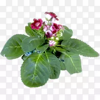 草本植物一年生植物开花植物-植物-空若网 草本植物一年生植物开花植物-植物-空若网