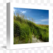 生态草甸能源画框-沙滩草-空若网 生态草甸能源画框-沙滩草-空若网