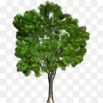 花丝树-空若网 花丝树-空若网