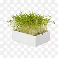 花盆草本植物科.微绿-空若网 花盆草本植物科.微绿-空若网