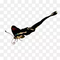 蝴蝶昆虫艺术-蝴蝶蝗虫装饰品-空若网 蝴蝶昆虫艺术-蝴蝶蝗虫装饰品-空若网