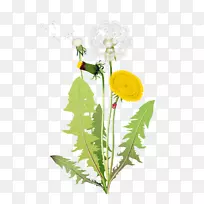 剪贴画-琵琶叶蒲公英-空若网 剪贴画-琵琶叶蒲公英-空若网