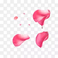 海滩玫瑰珍珠迷你保龄球花瓣-花瓣水滴图案元素-空若网 海滩玫瑰珍珠迷你保龄球花瓣-花瓣水滴图案元素-空若网