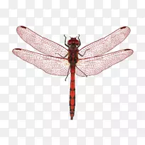 蝴蝶蜻蜓昆虫翅蝶-空若网 蝴蝶蜻蜓昆虫翅蝶-空若网