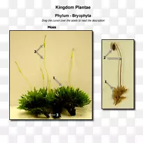 ������Ʋ�ֲ�ﾥϵ���-������