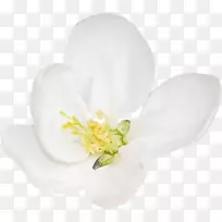 开花植物-白花-空若网 开花植物-白花-空若网