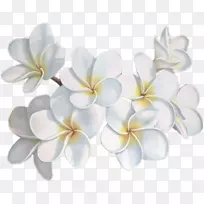 花博客化身-白花-空若网 花博客化身-白花-空若网