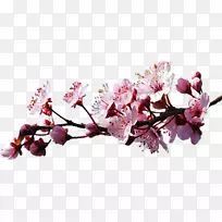 樱花博客剪贴画-樱花-空若网 樱花博客剪贴画-樱花-空若网