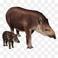 绒毡嘴陆生动物野生动物.绒毡-空若网 绒毡嘴陆生动物野生动物.绒毡-空若网